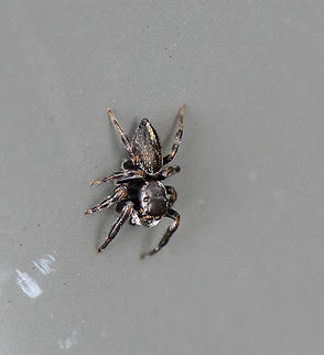 Opisthoncus grassator  Opisthoncus Grassator,Prowling Jumper