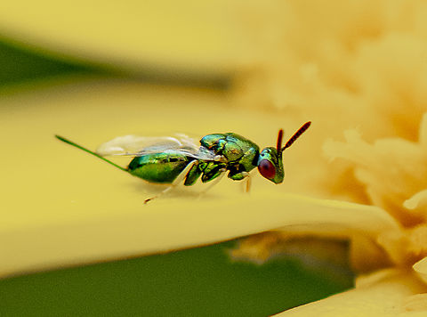 Tiny Metallic Warrior - Torymid Wasp  Australia,Geotagged,Spring
