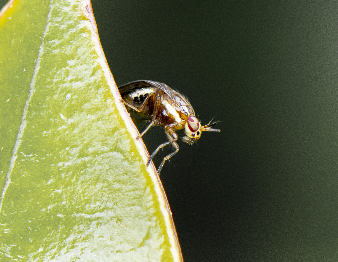 Steganopsis melanogaster  Australia,Geotagged,Spring,Steganopsis melanogaster