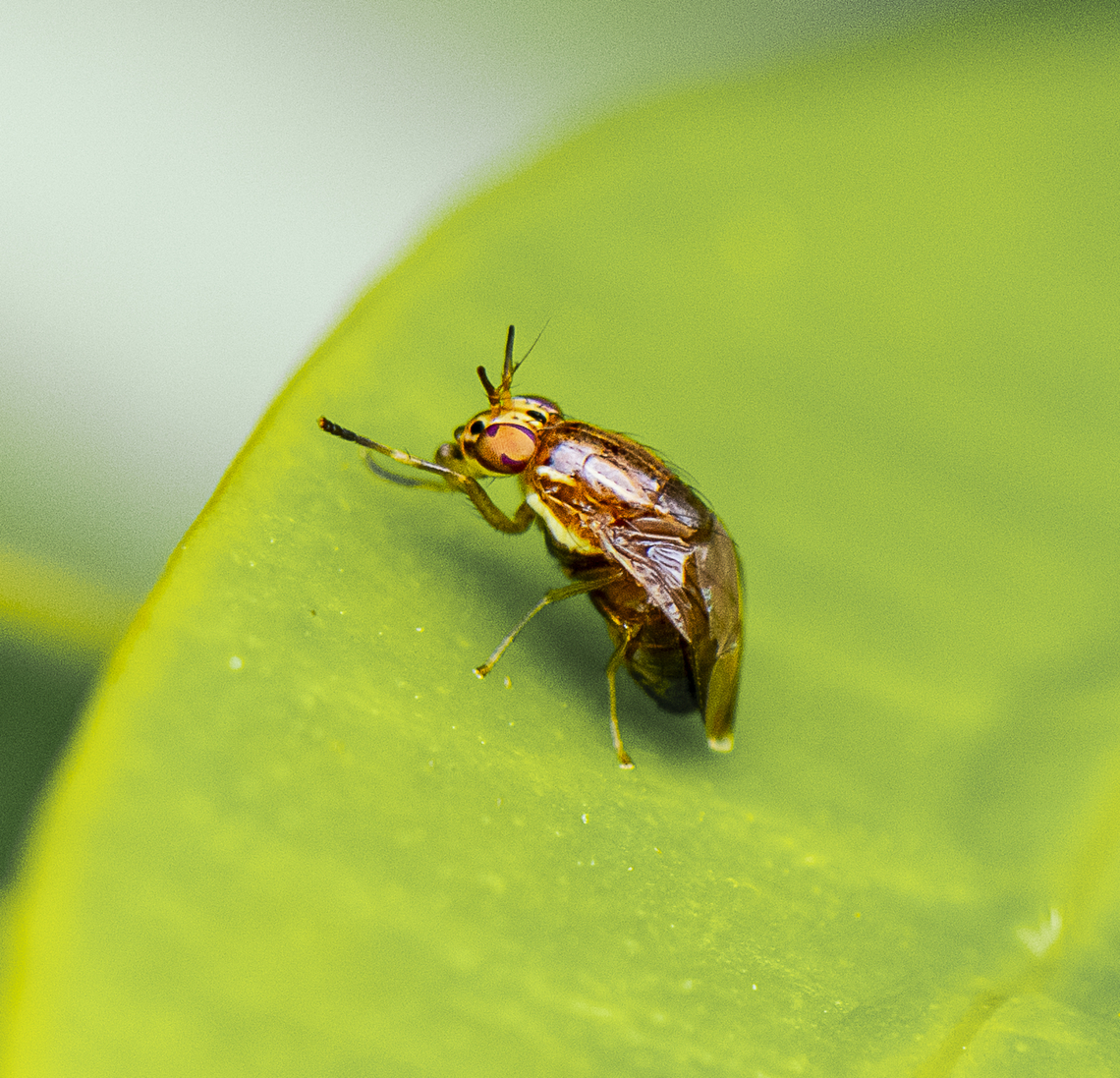 Steganopsis melanogaster  Australia,Geotagged,Spring,Steganopsis melanogaster