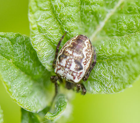 Plebs Eburnus  Australia,Eastern Grass Orb-weaver,Geotagged,Plebs eburnus,Spring