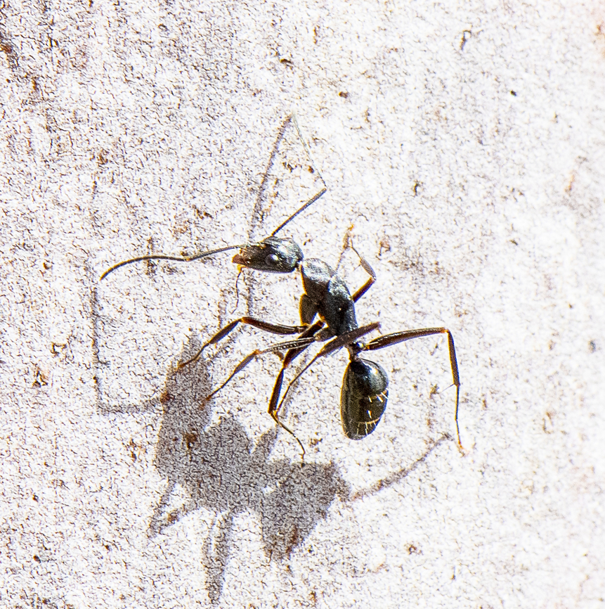 Camponotus nigroaeneus  Australia,Camponotus nigroaeneus,Geotagged,Spring