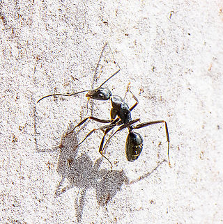 Camponotus nigroaeneus  Australia,Camponotus nigroaeneus,Geotagged,Spring