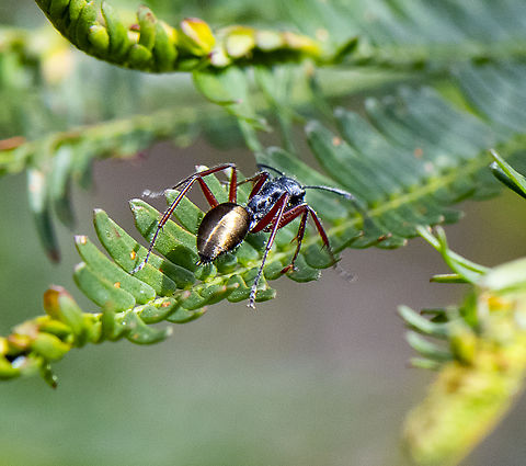 Camponotus aeneopilosus - A Golden-tailed sugar ant  Australia,Camponotus aeneopilosus,Geotagged,Golden Tail Sugar Ant,Spring
