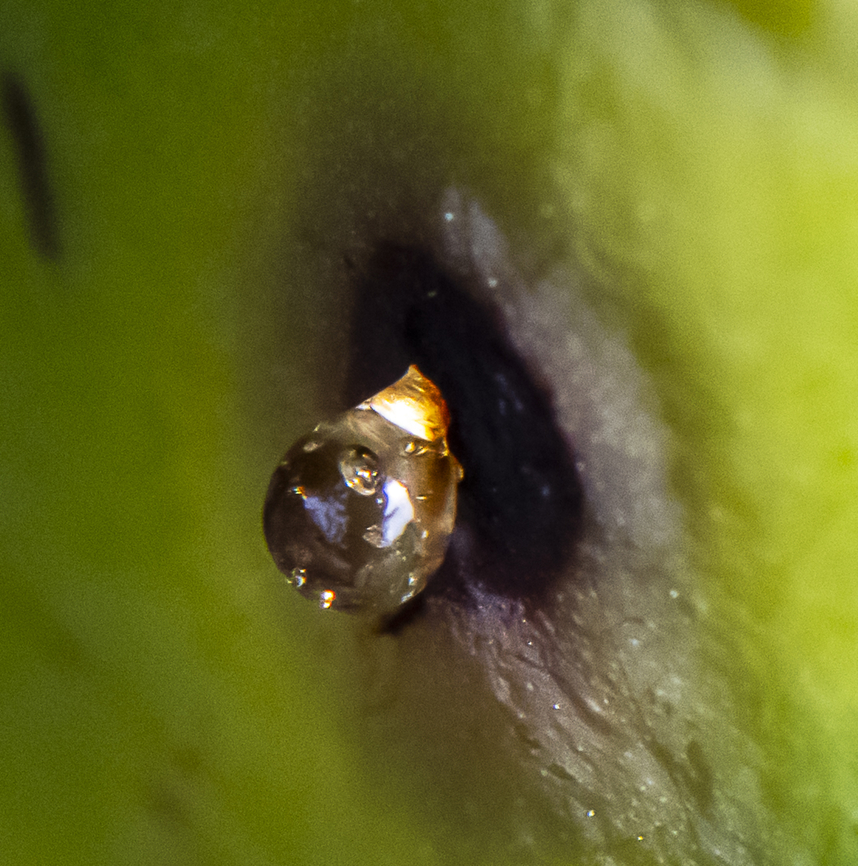 A Mystery Muncher ?  Australia,Geotagged,Spring