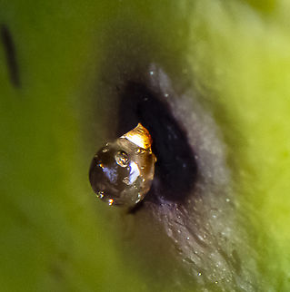 A Mystery Muncher ?  Australia,Geotagged,Spring