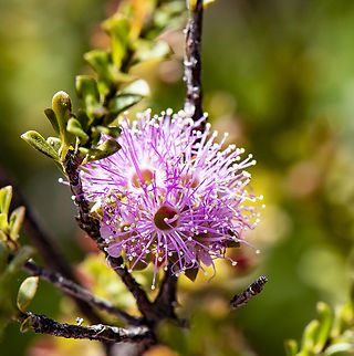 Showy Honey-myrtle - Melaleuca nesophila  Australia,Geotagged,Melaleuca nesophila,Showy honey-myrtle,Spring