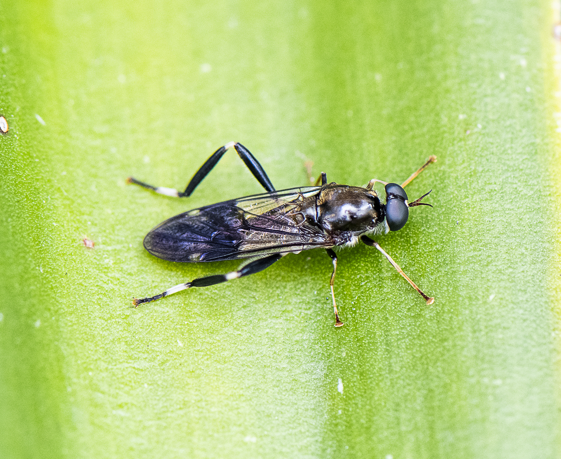 Exaireta spinigera  Australia,Exaireta spinigera,Garden soldier fly,Geotagged,Spring