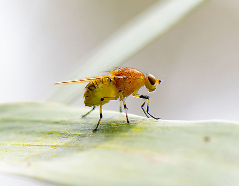 Lauxanid Fly  Australia,Geotagged,Spring