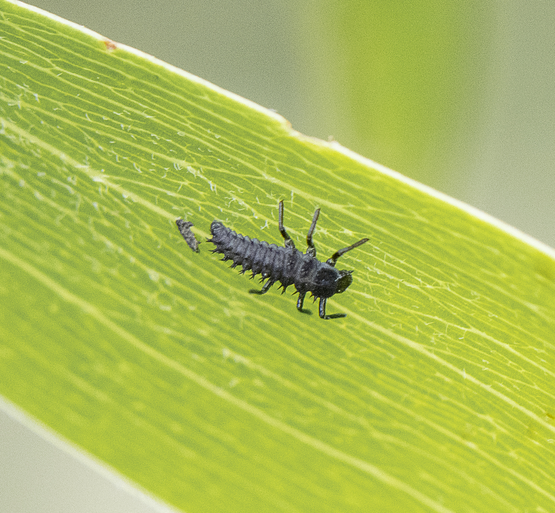 Ladybird Larva  Australia,Geotagged,Spring