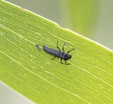 Ladybird Larva  Australia,Geotagged,Spring