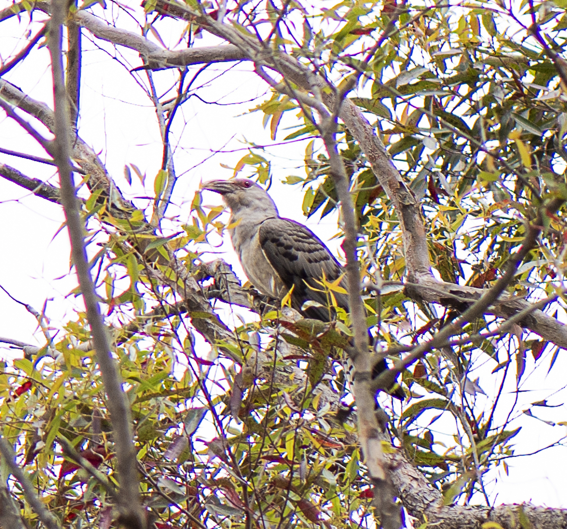 Channel billed cuckoo Shame i only had macro Australia,Channel-billed cuckoo,Geotagged,Scythrops novaehollandiae,Spring