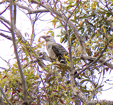 Channel billed cuckoo Shame i only had macro Australia,Channel-billed cuckoo,Geotagged,Scythrops novaehollandiae,Spring