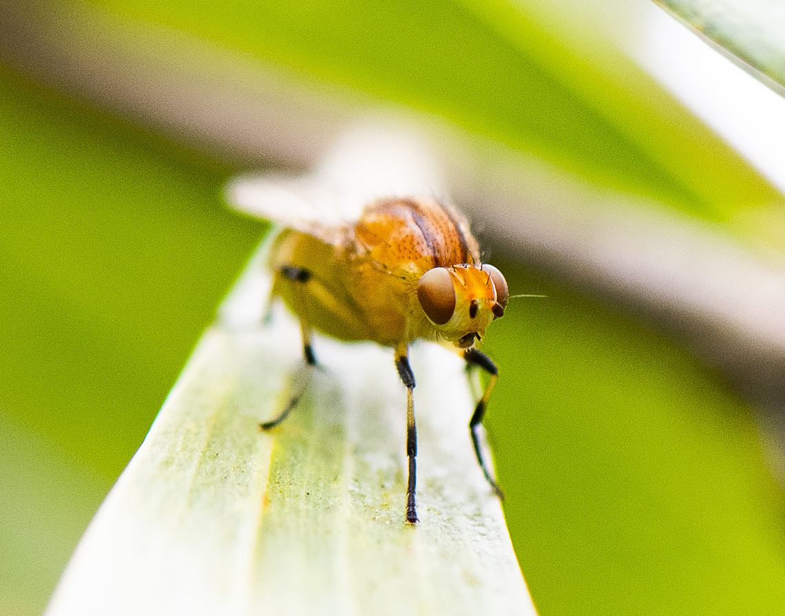Lauxanid Fly  Australia,Geotagged,Spring