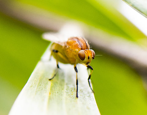 Lauxanid Fly  Australia,Geotagged,Spring