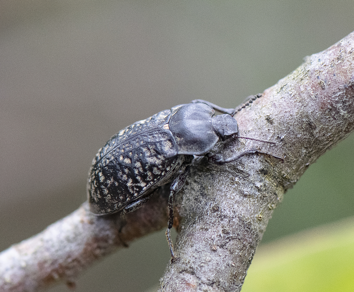 Lepispilus sulcicollis  Australia,Geotagged,Lepispilus sulcicollis,Spring