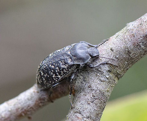 Lepispilus sulcicollis