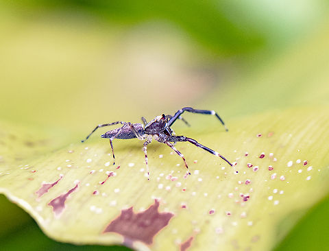 Helpis minitabunda - Bronze Hopper An adult male Australia,Geotagged,Helpis minitabunda,Spring