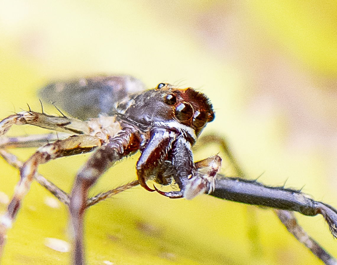 Helpis minitabunda - The eyes have it.  Australia,Geotagged,Helpis minitabunda,Spring