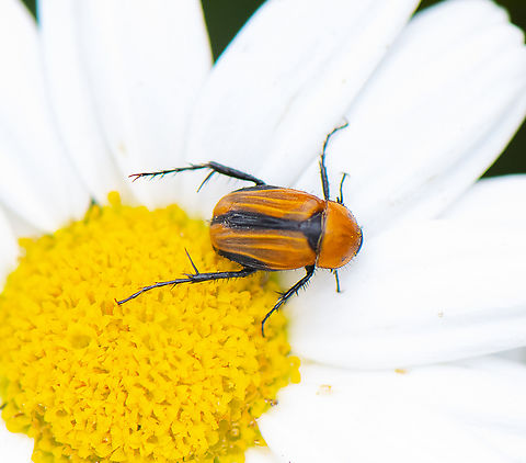 Nectar loving beetle - Phyllotocus scutellaris  Australia,Geotagged,Phyllotocus scutellaris,Spring