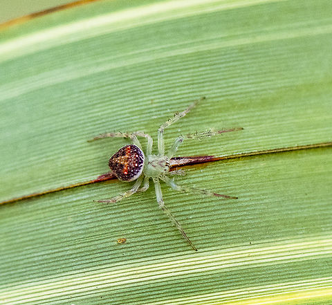 Araneus sp.  Australia,Geotagged,Spring
