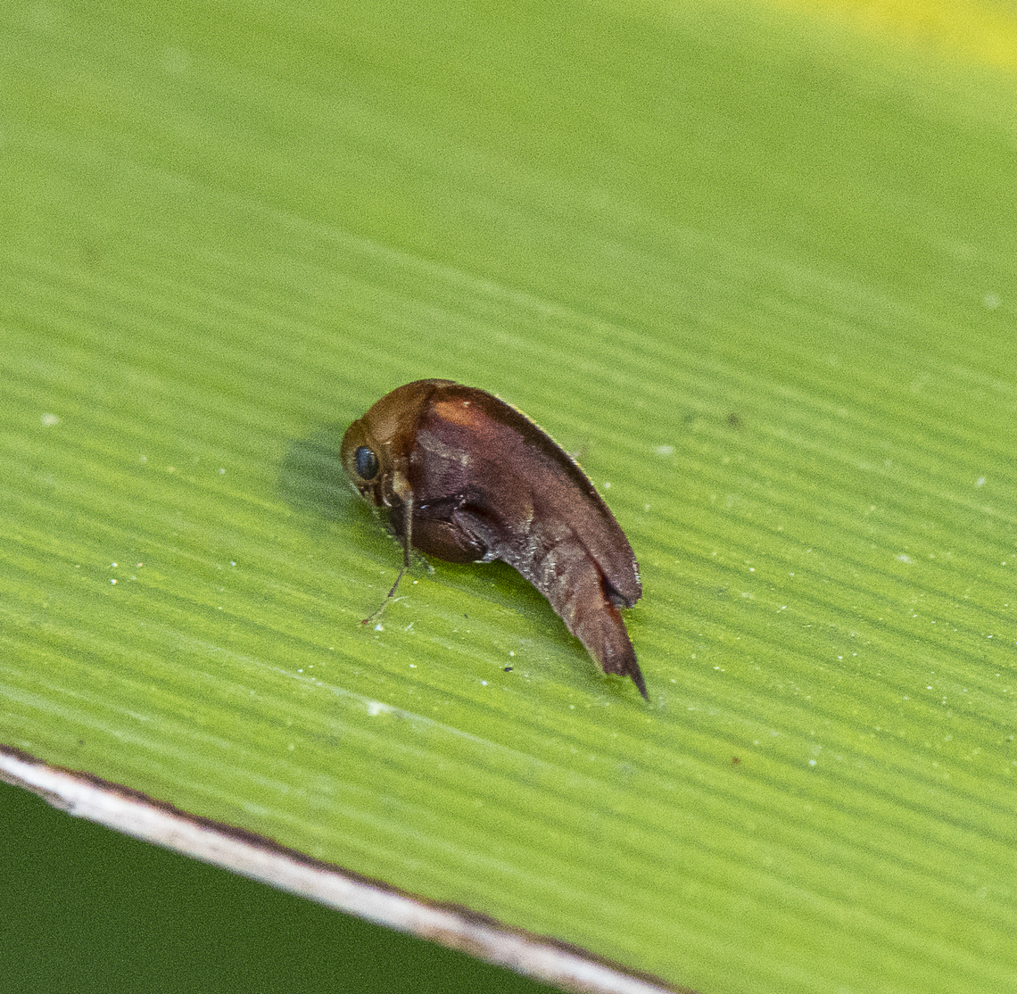 Eye have it - tumbling flower beetle (Mordellidae)  Australia,Geotagged,Spring