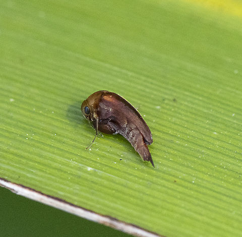 Eye have it - tumbling flower beetle (Mordellidae)  Australia,Geotagged,Spring