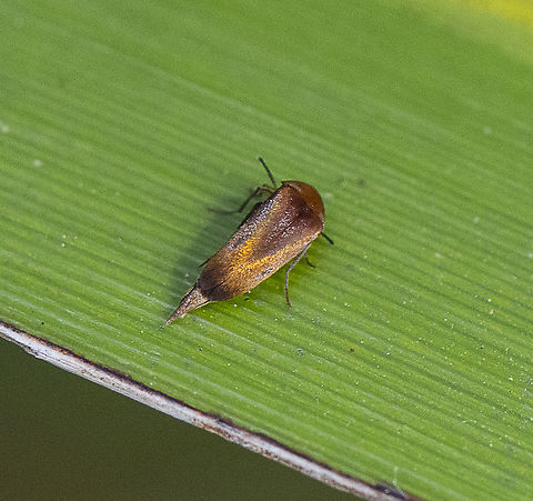 Pintail or tumbling flower beetle (Mordellidae)  Australia,Geotagged,Spring
