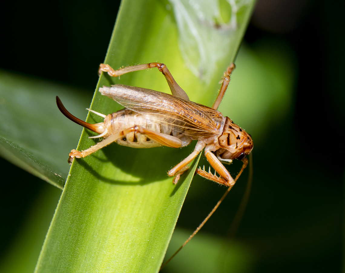 Swordtail Cricket - Pterapotrechus sp. ?  Australia,Geotagged,Spring