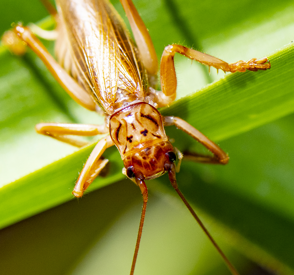 Swordtail Cricket - Pterapotrechus sp. ?  Australia,Geotagged,Spring