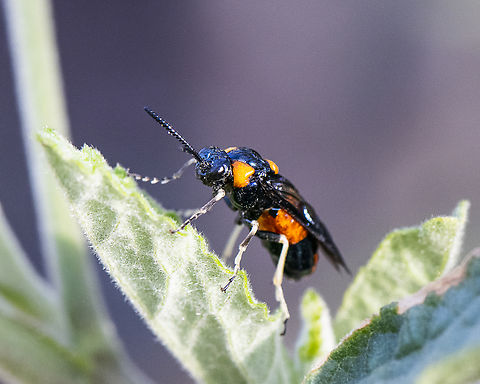 Pterygophorus cinctus - Bottlebrush sawfly  Australia,Bottlebrush sawfly,Geotagged,Pterygophorus cinctus,Spring