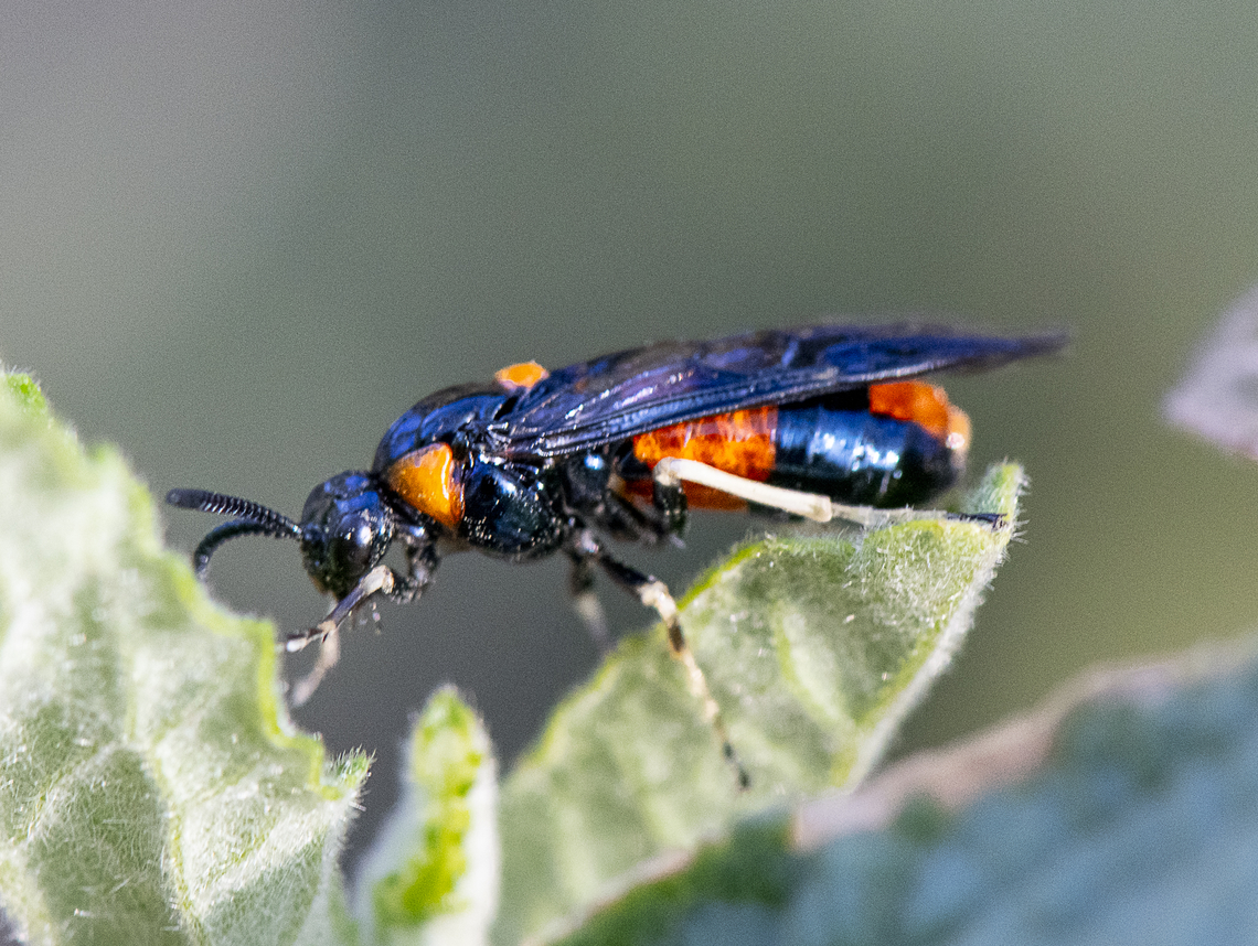 Pterygophorus cinctus - Bottlebrush sawfly  Australia,Bottlebrush sawfly,Geotagged,Pterygophorus cinctus,Spring