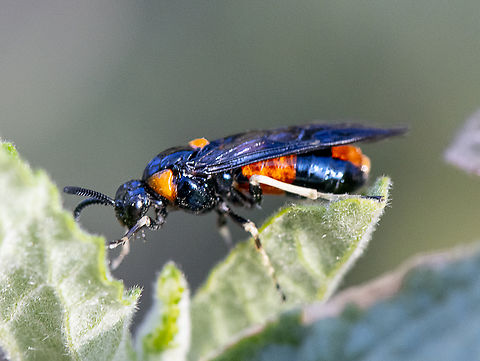 Pterygophorus cinctus - Bottlebrush sawfly  Australia,Bottlebrush sawfly,Geotagged,Pterygophorus cinctus,Spring