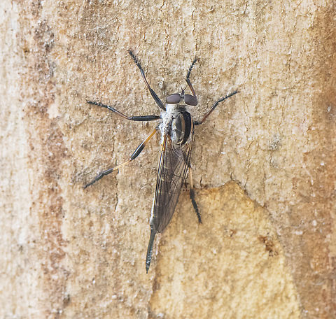Cerdistus varifemoratus - A Robber Fly  Australia,Cerdistus varifemoratus,Geotagged,Spring