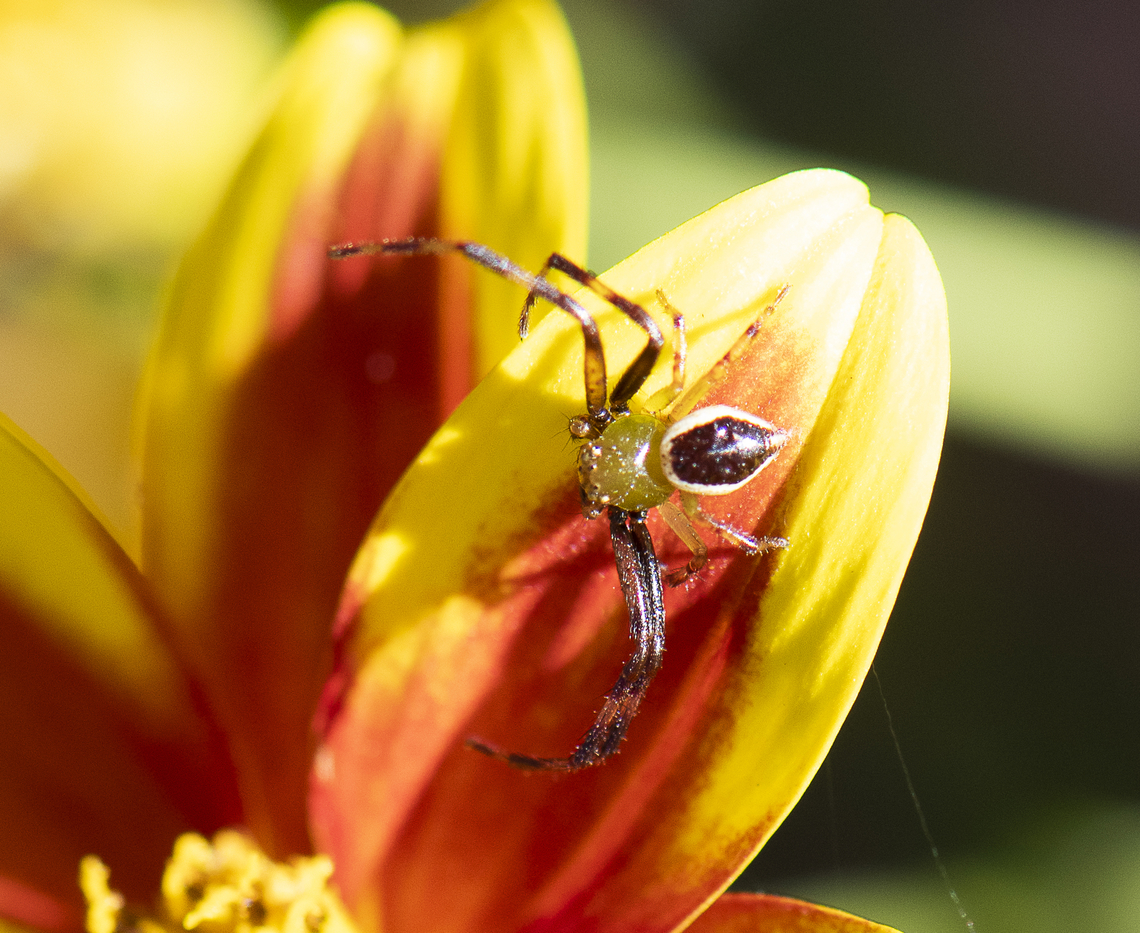 Crab Spider - Australomisidia pilula  Australia,Australomisidia pilula,Geotagged,Spring,Tharrhalea pulleinei
