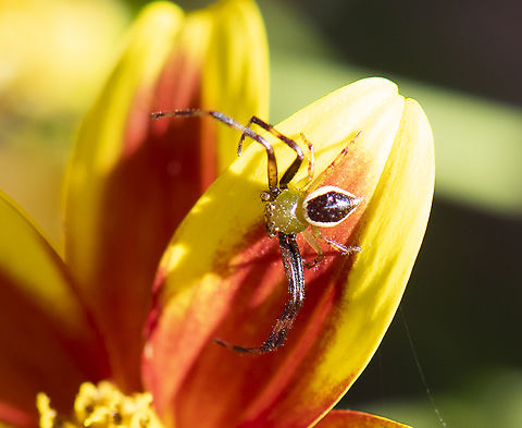 Crab Spider - Australomisidia pilula  Australia,Australomisidia pilula,Geotagged,Spring,Tharrhalea pulleinei