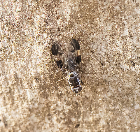 A picture-winged fly- Tephritoidea  Australia,Geotagged,Spring
