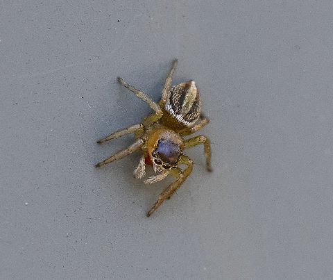 Jumping Spider - Hypoblemum scutulatum  Fall,Geotagged,Hypoblemum scutulatum,White-banded House Jumping Spider