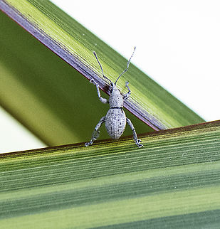 Merimnetes oblongus - Radiata pine shoot weevil  Australia,Geotagged,Merimnetes oblongus,Spring