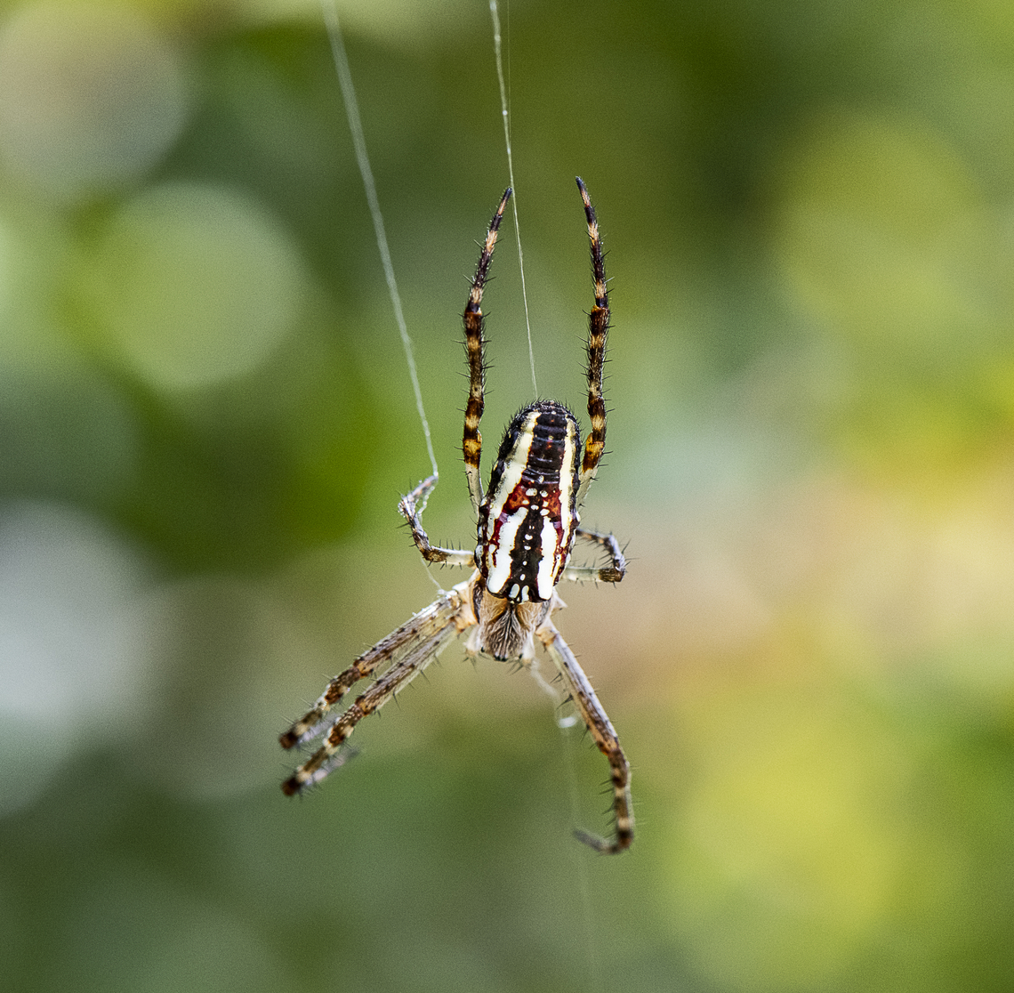 Bradley's Grass Orb-weaver - Plebs bradleyi  Australia,Enamelled Spider,Geotagged,Plebs bradleyi,Spring