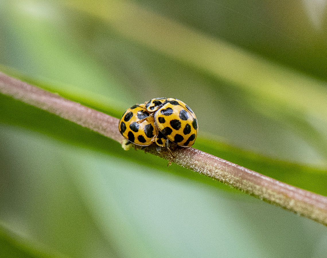 Large spotted ladybird Different strokes Australia,Geotagged,Harmonia conformis,Large Spotted Ladybird,Spring