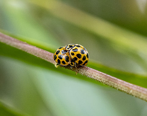 Large spotted ladybird Different strokes Australia,Geotagged,Harmonia conformis,Large Spotted Ladybird,Spring