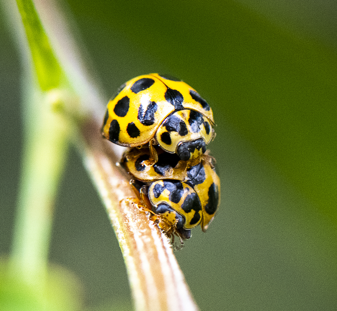 Large spotted ladybird - Ladybird Love  Australia,Geotagged,Harmonia conformis,Large Spotted Ladybird,Spring