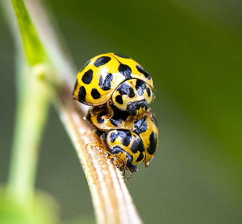 Large spotted ladybird - Ladybird Love  Australia,Geotagged,Harmonia conformis,Large Spotted Ladybird,Spring
