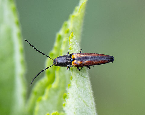 Elateridae sp.  Australia,Geotagged,Spring
