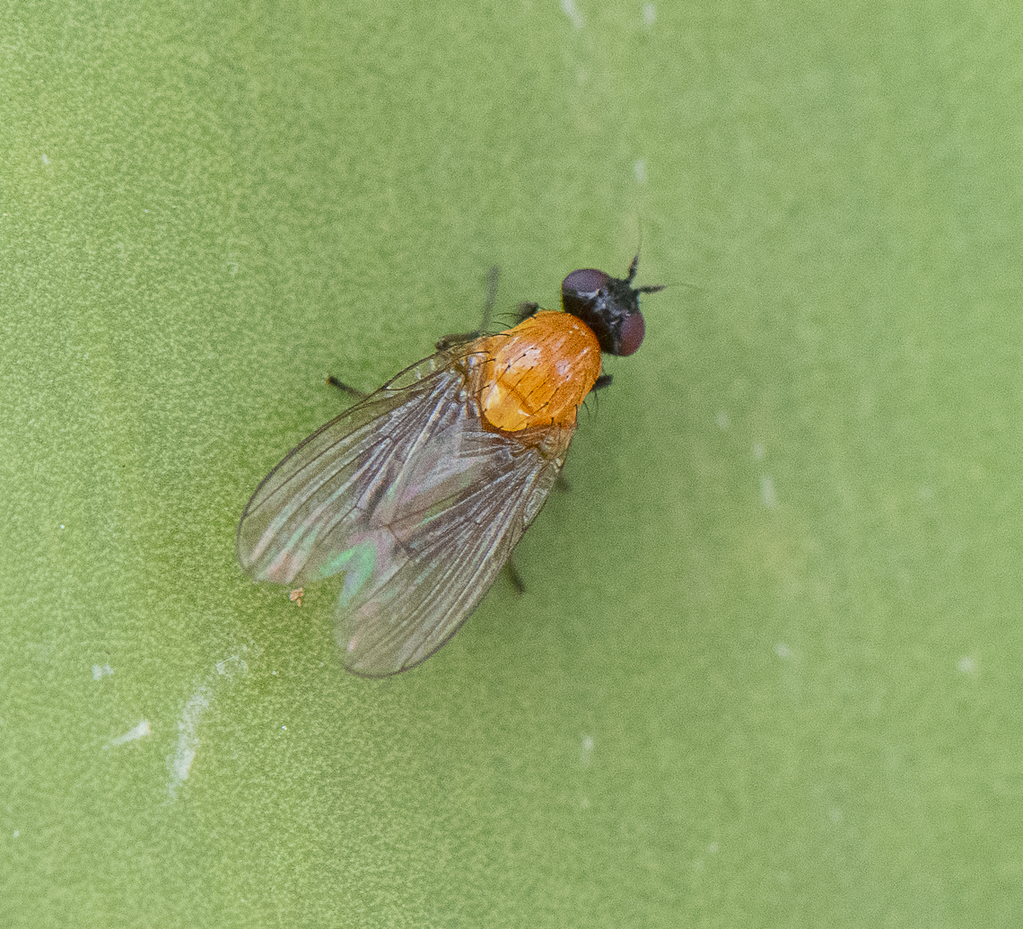 Sapromyza sciomyzina  Australia,Geotagged,Sapromyza sciomyzina,Spring