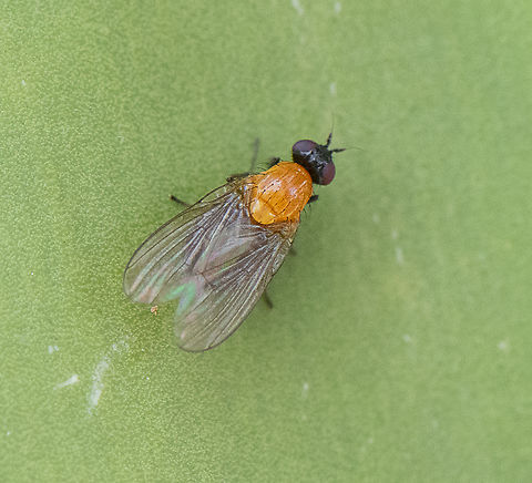 Sapromyza sciomyzina  Australia,Geotagged,Sapromyza sciomyzina,Spring