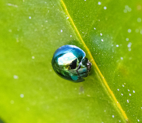 Steel blue ladybird - Halmus chalybeus  Australia,Geotagged,Halmus chalybeus,Spring