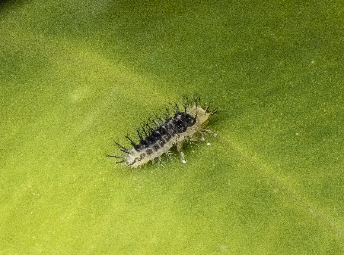 Halmus chalybeus - Steelblue ladybird A bit grainy but ... Australia,Geotagged,Halmus chalybeus,Spring