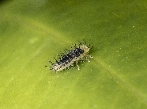 Halmus chalybeus - Steelblue ladybird A bit grainy but ... Australia,Geotagged,Halmus chalybeus,Spring